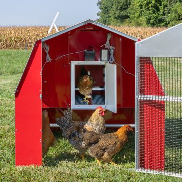 4 x 6 Redline Coop [Front Door, Chickens]